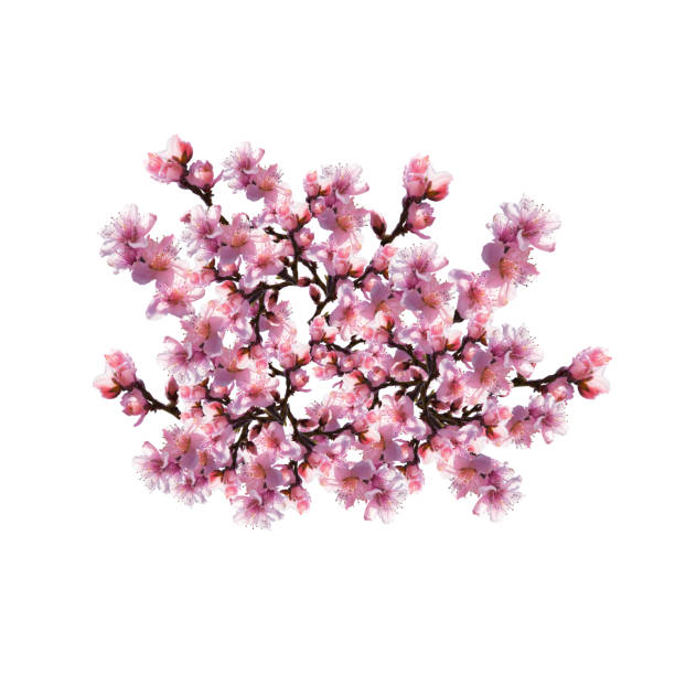 istock Illustration of Tree flowers on a white background. 1138019525