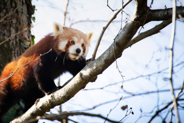 Red panda on a tree branch stock photo