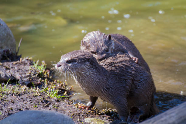 istock Two adults of Asian small-clawed otters. 1138020208