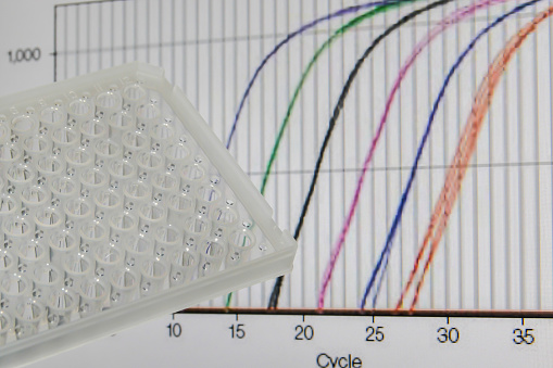 Research method real-time PCR. 96-well plate on the background of amplification curves.