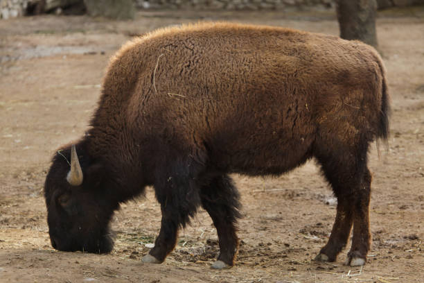 istock Plains bison, also known as the prarie bison. 1138021199