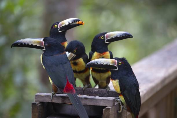 Group of Keel-billed Toucan Birds in Macaw Mountain Wildlife Reserve Copan Honduras Colorful Group of Keel-billed Toucan Birds (Ramphastos sulfuratus also known as rainbow billed Toucan) Feeding in Macaw Mountain Wildlife Reserve near Copan Honduras rainbow toucan stock pictures, royalty-free photos & images