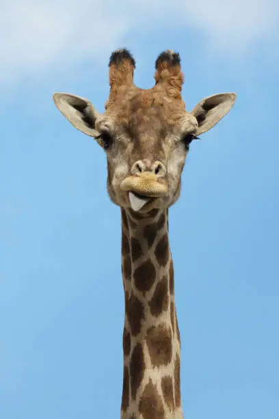 Angolan giraffe (Giraffa camelopardalis angolensis), also known as Namibian giraffe.