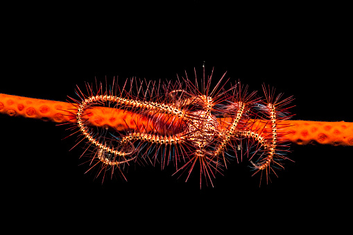 Long spined brittle star Ophiothrix (Ophiothrix) savignyi occurs in Indo-West Pacific in a depth range from 0-32m, very common on subtidal rock, coral reefs and artificial structures. The free-swimming planktotrophic larvae later metamorphose into tiny brittle stars which sink down to the bottom where they grow into adult form. First described as Ophionyx savignyi by Müller & Troschel, 1842 in SYSTEM DER ASTERIDEN, p.117. The photo was taken in day time 1/200 f/22 to get the black backgound. This specimen is from North East side of Pura Island, Alor Archipelago, East Nusa Tenggara, Indonesia 8°17'5.832