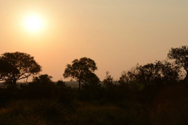 istock Dawn In the South African Bush (Manyeleti Game Reserve) 1138022713