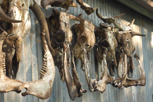 istock Skulls of cows hanging on a shed. 1138023423