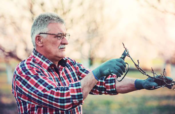 istock Orcharding. Senior man pruning tree with a shears in the orchard. Hobbies and leisure, agricultural concept 1138023976