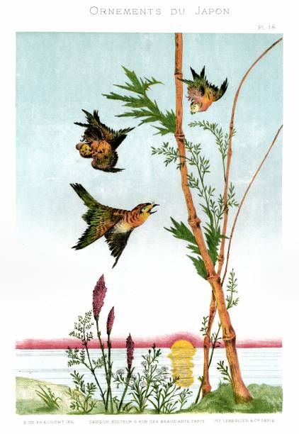 illustrazioni stock, clip art, cartoni animati e icone di tendenza di uccelli, arbusti e fiori. dal giappone ornamenti 1883 - victorian style engraved image image created 19th century animal