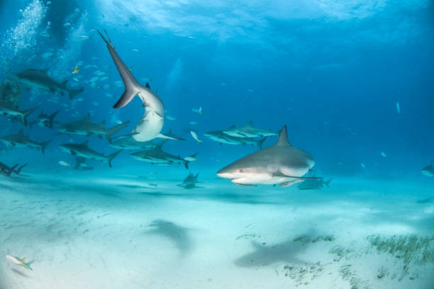 istock Caribbean reef shark at the Bahamas 1138025234