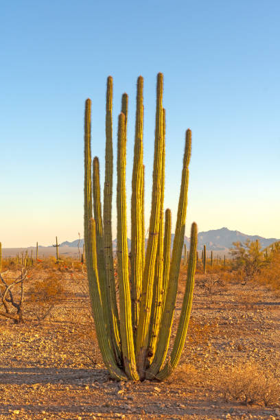 istock Organ Pipe Cactus in Morning Light 1138025253