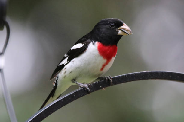 istock Rose-Breasted Grosbeak On Feeder 1138025689