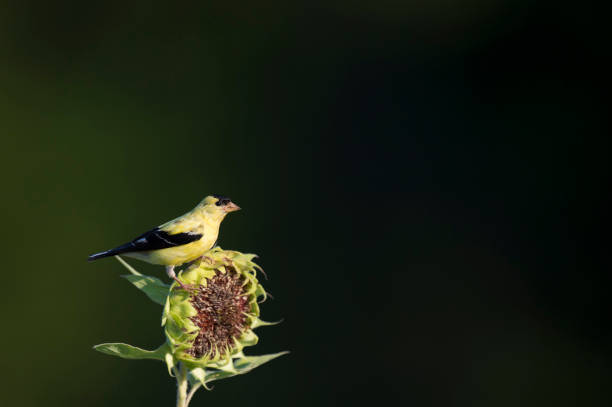 American Goldfinch Perched on a Sunflower stock photo