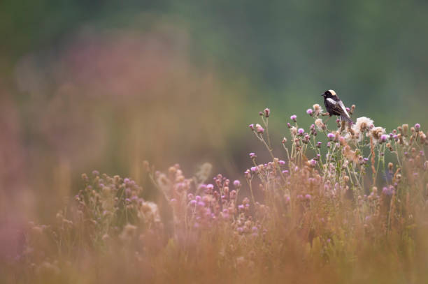 Bobolink and Thistle stock photo