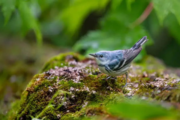 A bright blue Cerulean Warbler perched on a mossy covered log in the bright green forest.