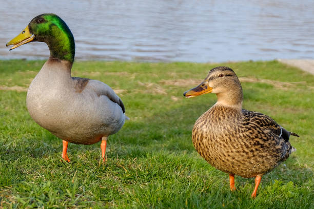 istock Mallard couple on the meadow 1138028035