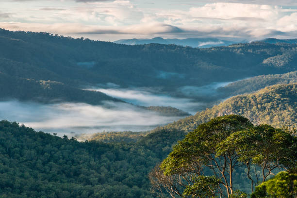 タンボリーン国立公園の熱帯雨林における早朝の霧 - eucalyptus tree tree australia tropical rainforest ストックフォトと画像