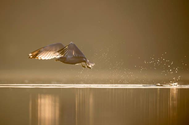 istock Ring-billed Gull Takeoff from the Water 1138028550