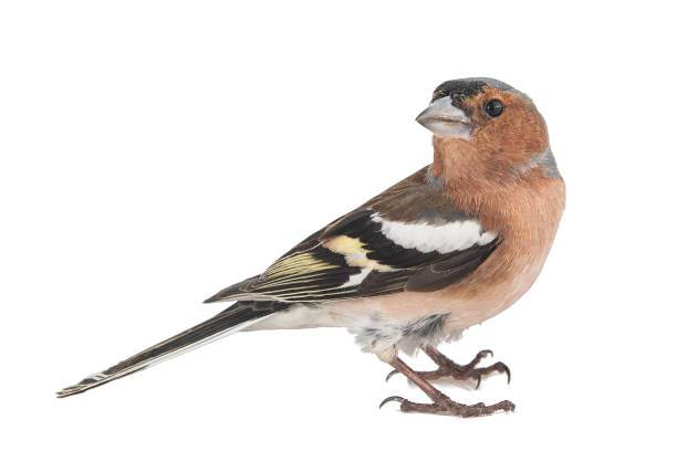 männliche chaffinch, fringilla coelebs, isoliert auf weißem hintergrund. - chaffinch stock-fotos und bilder