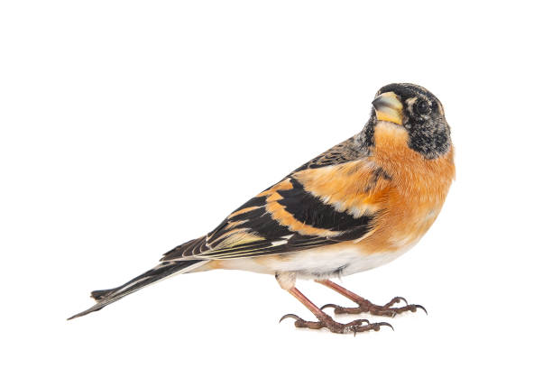 istock Brambling, Fringilla montifringilla, isolated on White Background. Male. 1138028724