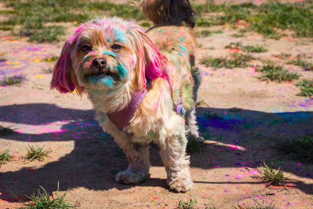 istock Holi Festival 2019 1138031742