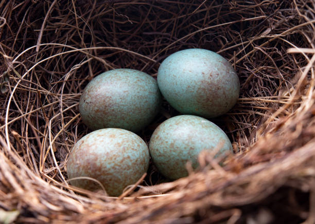 istock Bird-Nest with the eggs of merl 1138031854