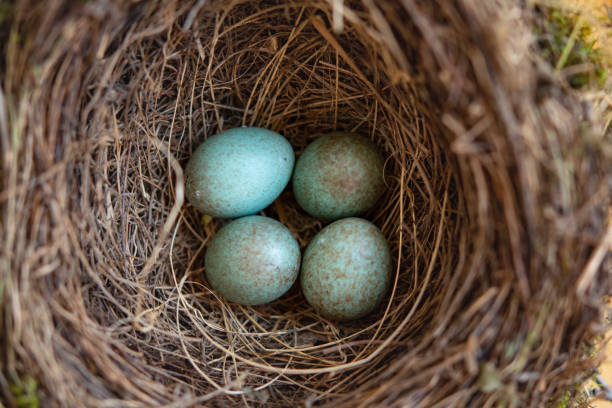 istock Bird-Nest with the eggs of merl 1138031869