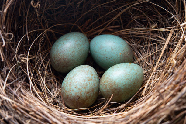 istock Bird-Nest with the eggs of merl 1138031872