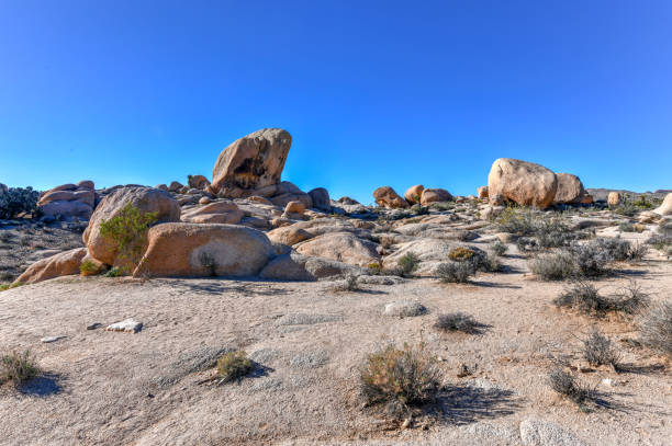 Yucca trees and rocks under blue sky, Joshua Tree National Park