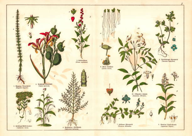 istock 19th Century - Original scanned  antique Victorian style botanical lithographs boards with corresponding caption in Latin and old German script. Munich 1880 - 1889, Germany. 1138033321