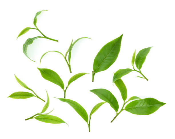 istock Top view set of green tea leaf isolated on white background 1138033348