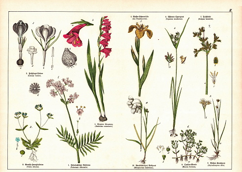 The Natural History of the Plant Kingdom. 19th Century - scanned antique Victorian style botanical lithographs boards with corresponding caption in Latin and old German script. Munich 1880 - 1889, Germany.
NB. The noises in the lithograph are original and not a technical issue.
