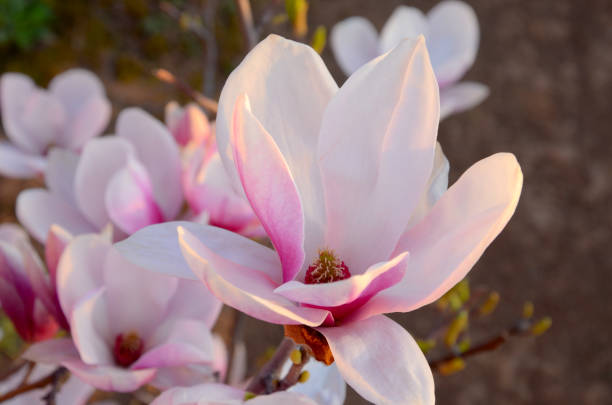 Beautiful Magnolia - Soulangeana