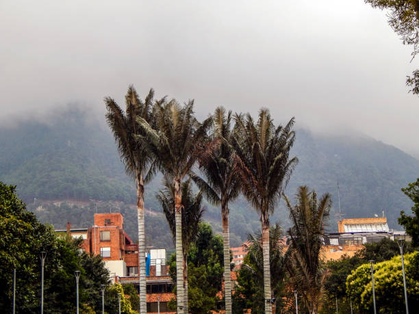 istock Four palm trees in a public plark with the mountains in the background 1138035101