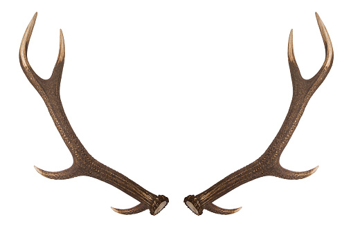 Antler as isolated object on white