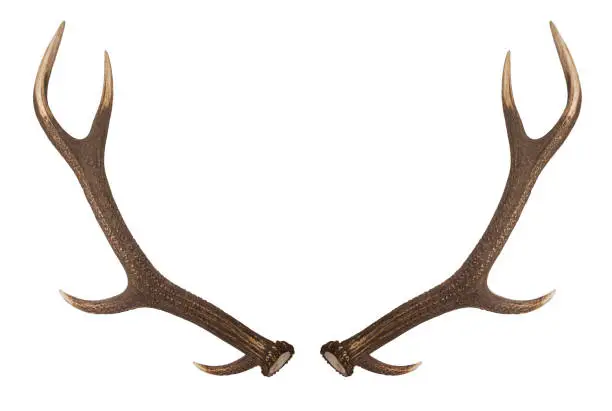 Photo of Antler isolated on white background.