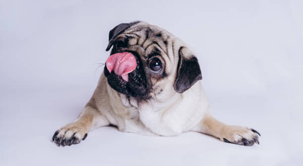 istock Funny pug puppy, on white background. 1138036874
