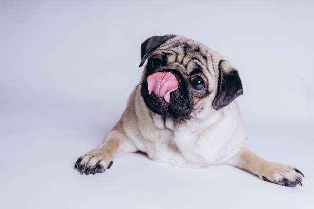 istock Funny pug puppy, on white background. 1138036919