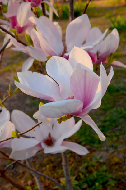 istock Magnolia - Queen of Spring 1138038121