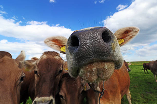 istock Curious brown cattle on a pasture in Bavaria. Curious cows 1138038429