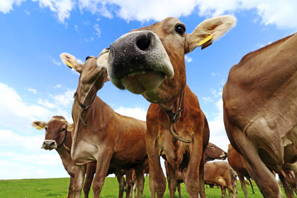 istock Curious brown cattle on a pasture in Bavaria. Curious cows 1138038434