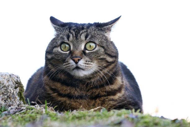 istock A small fat cat sits with a funny look in the garden 1138039279