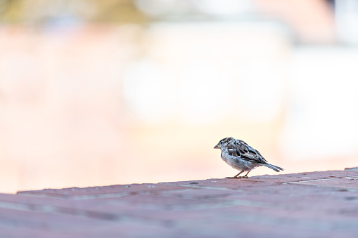 One house sparrow bird perched on roof closeup in old town market square in Warsaw, Poland with bokeh background