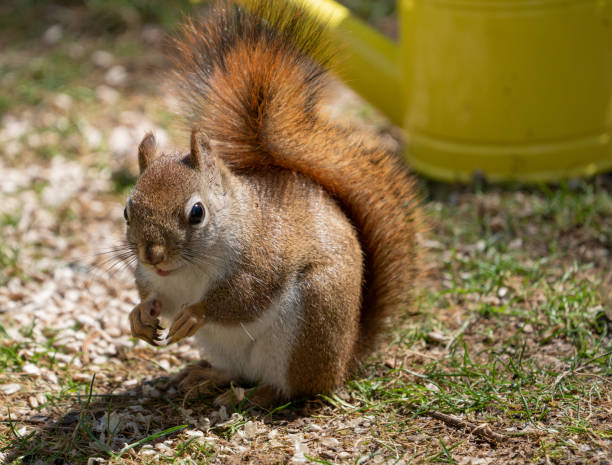 istock Red squirrel eating sun flower seeds, looking at camera 1138043752