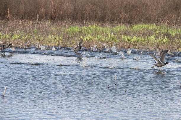 istock San Joaquin Wildlife Preserve California 1138044538