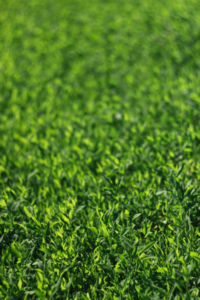 istock Abstract image of green grass under bright sunlight. Selective focus, film effect and author processing. 1138045703