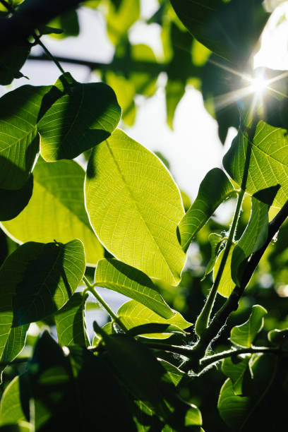 istock Abstract image of green leaves against bright sunlight. Selective focus, film effect and author processing. 1138045725
