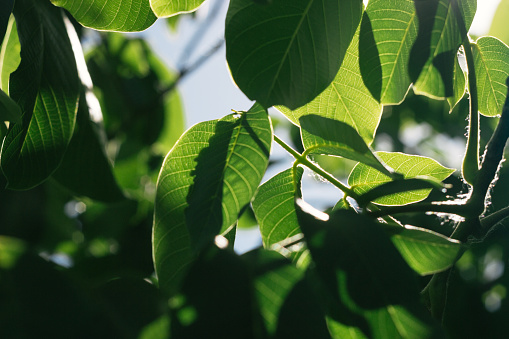 Macadamia trees on on a farm at Caniaba near Lismore, NSW, Australia