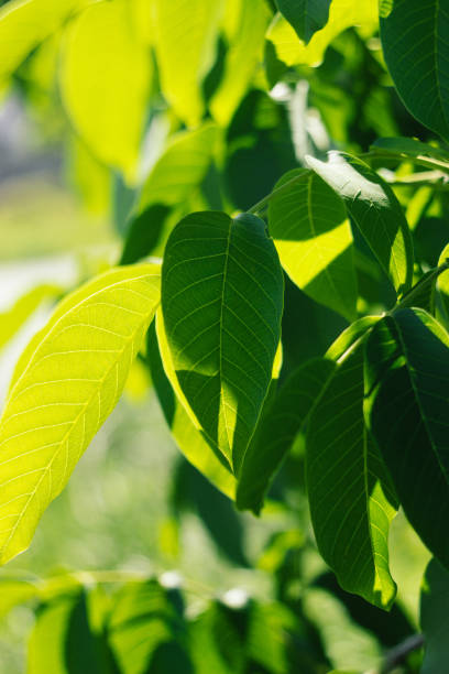 istock Abstract image of green leaves against bright sunlight. Selective focus, film effect and author processing. 1138045837