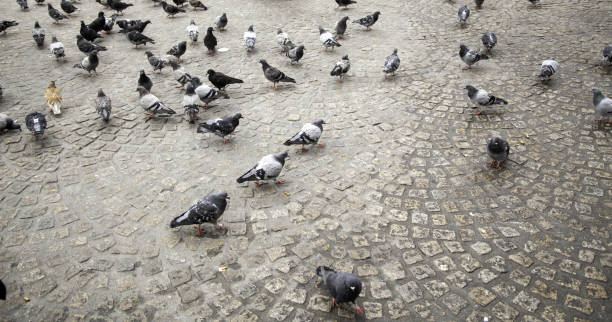 istock Dove eating street 1138046991