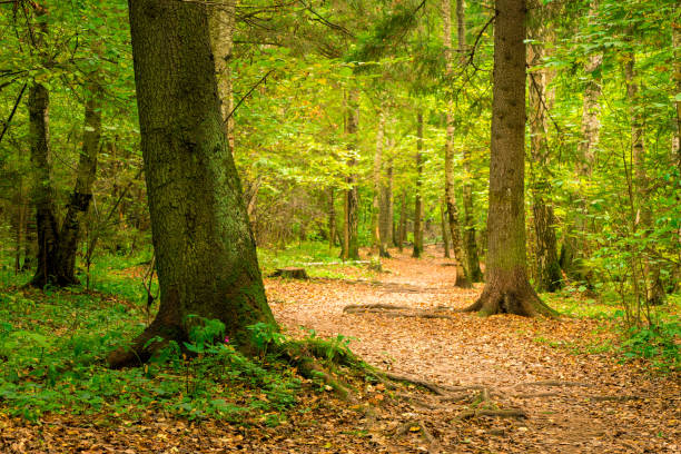 istock A path in the autumn forest, a beautiful authentic landscape 1138048647